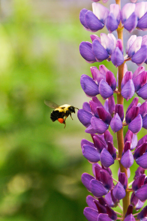 The glory of GARDENING